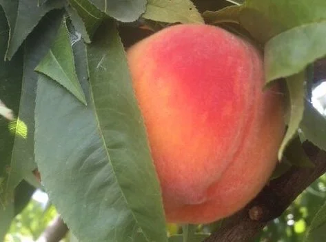 Red Haven Peaches