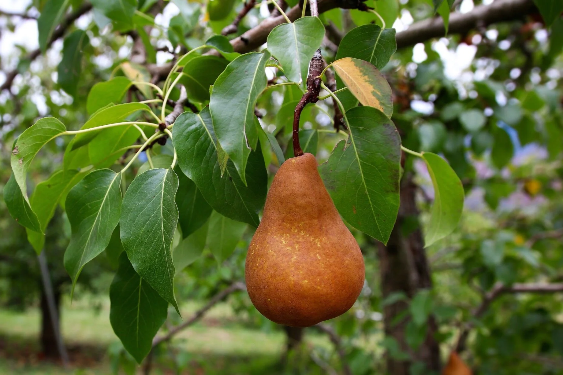 Bosc Pears - Available Now!