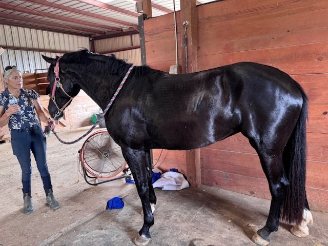 Stella Luna (Gaudi x Connaisseur)