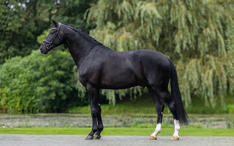 One to Remember (Secret x Vivaldi)