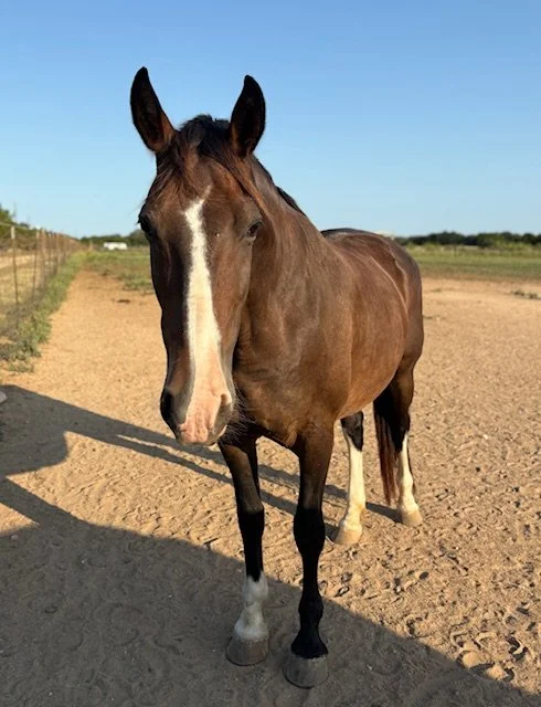 Leva (Fandango x Whiskei)