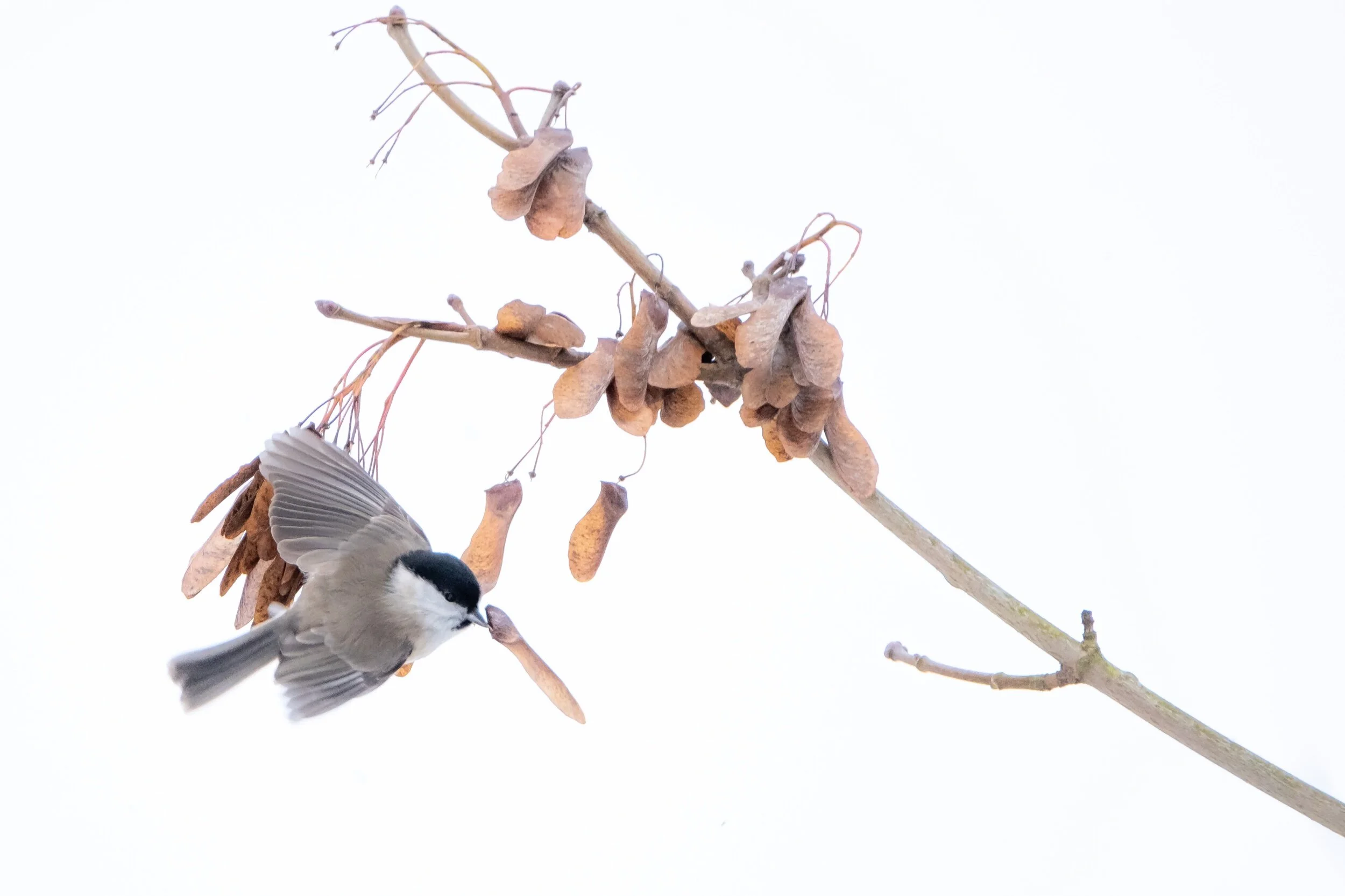  Im richtigen Moment auf den Auslöser gedrückt. 