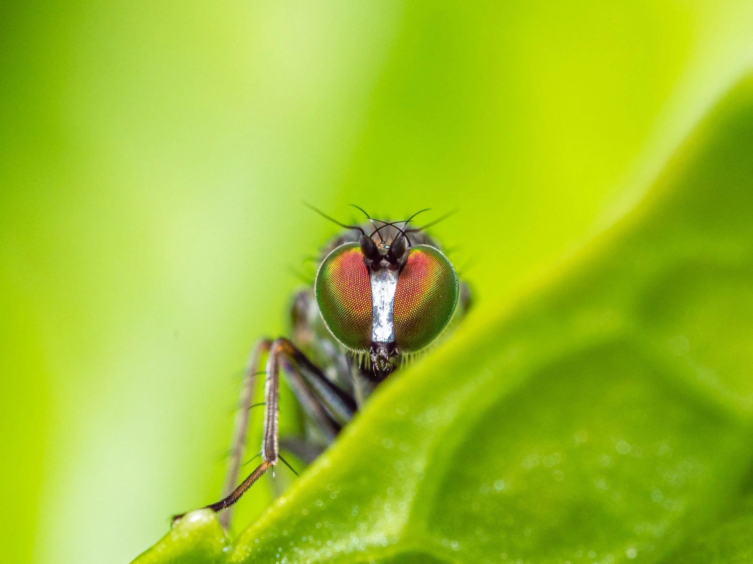  Makrofotografie - immer auf Augenhöhe mit Insekten 
