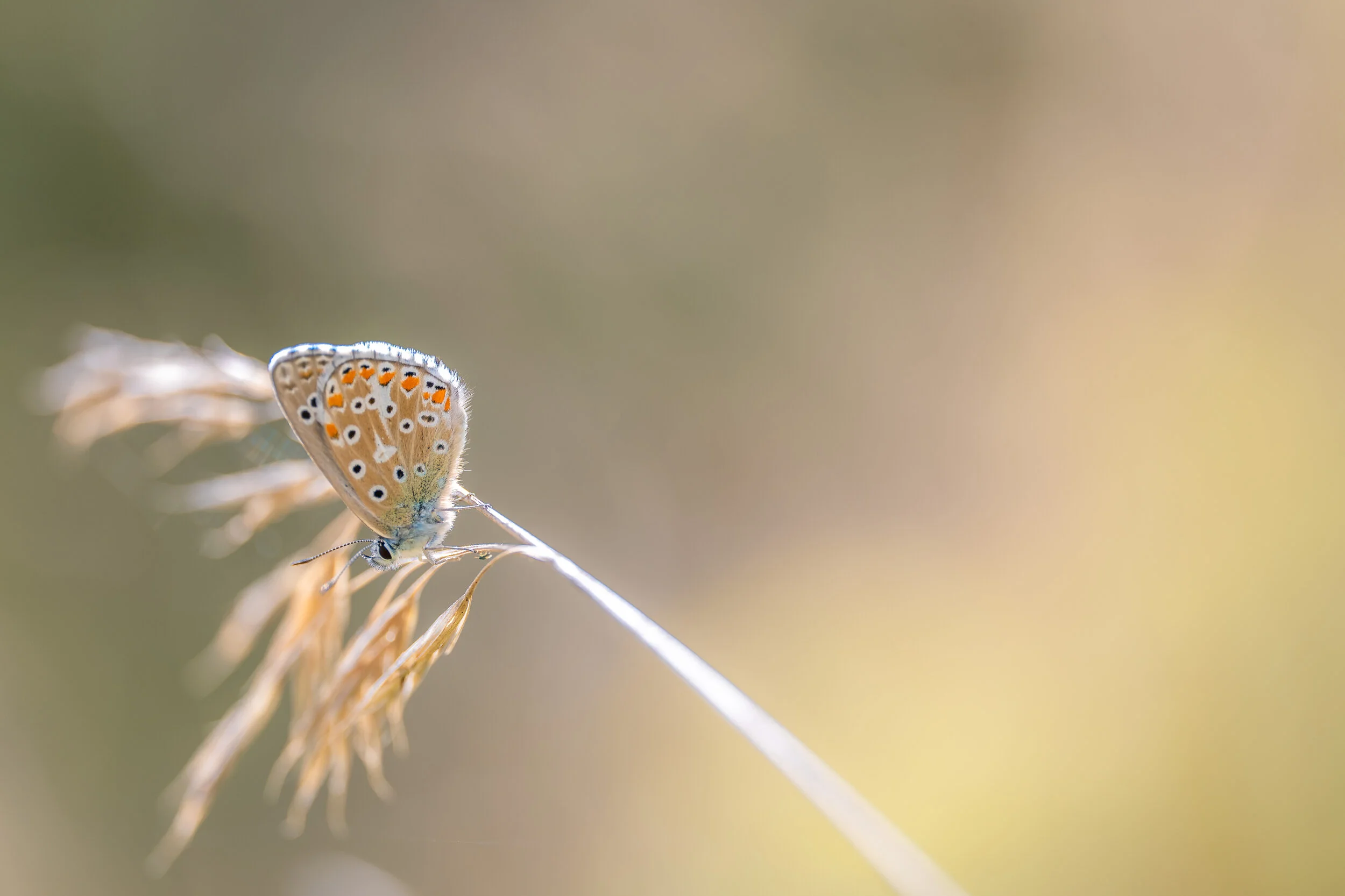 Aus der Hand fotografiert: Diesen Schmetterling habe ich mit dem Autofokus aus der Hand aufgenommen.