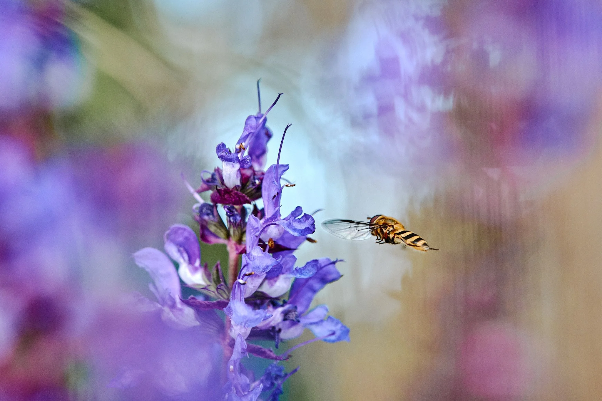 Dieses Bild entstand im eigen Garten. Oft lohnt es sich direkt vor der Haustüre die Augen offen zu halten.