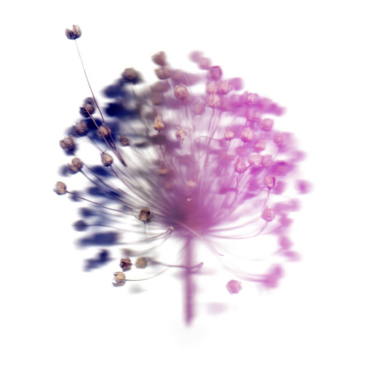 Haiku-Garden-Loose-1 .jpeg