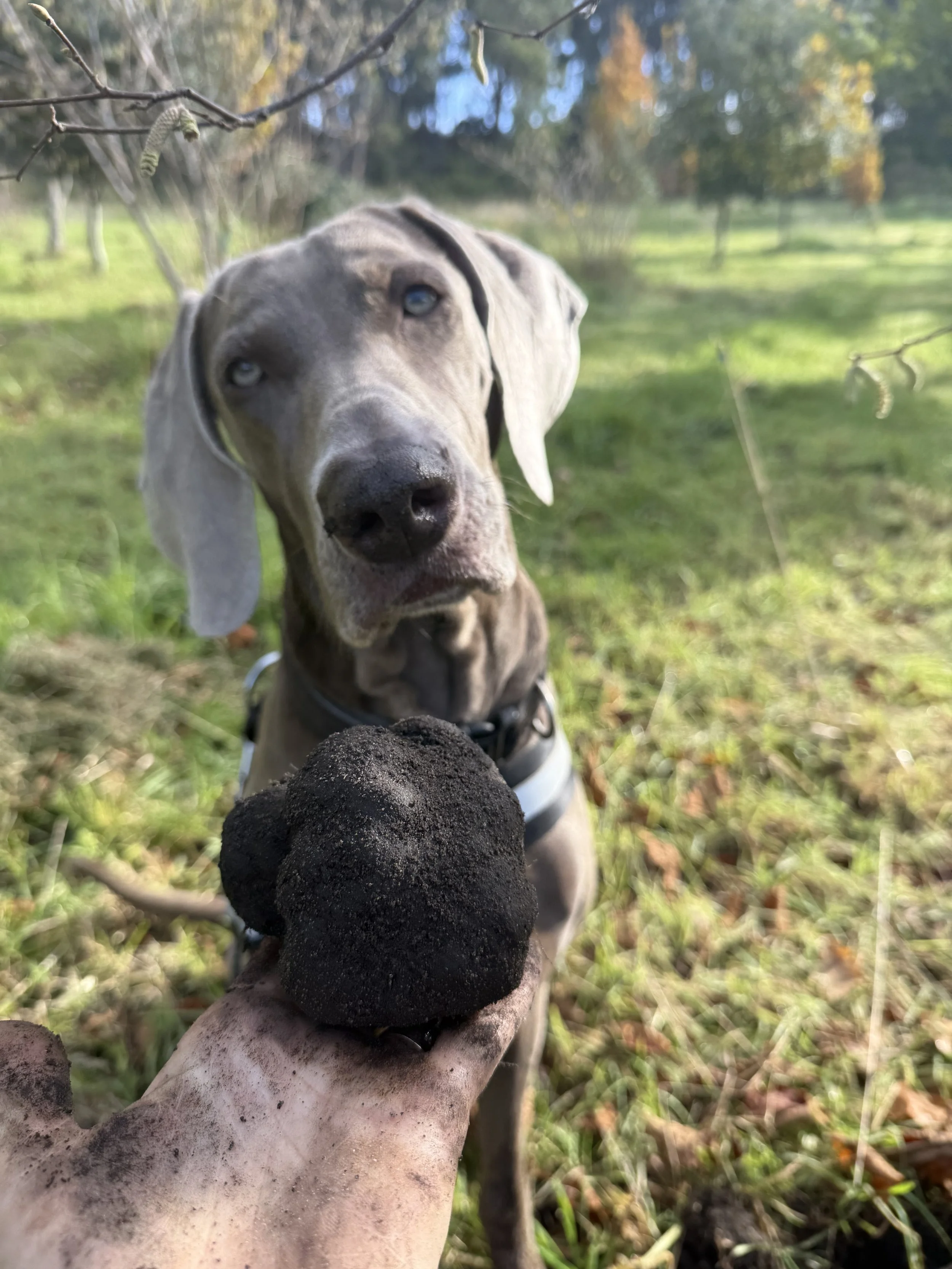 Truffle Hunt Experience Saturday 18th of July 2026 3pm