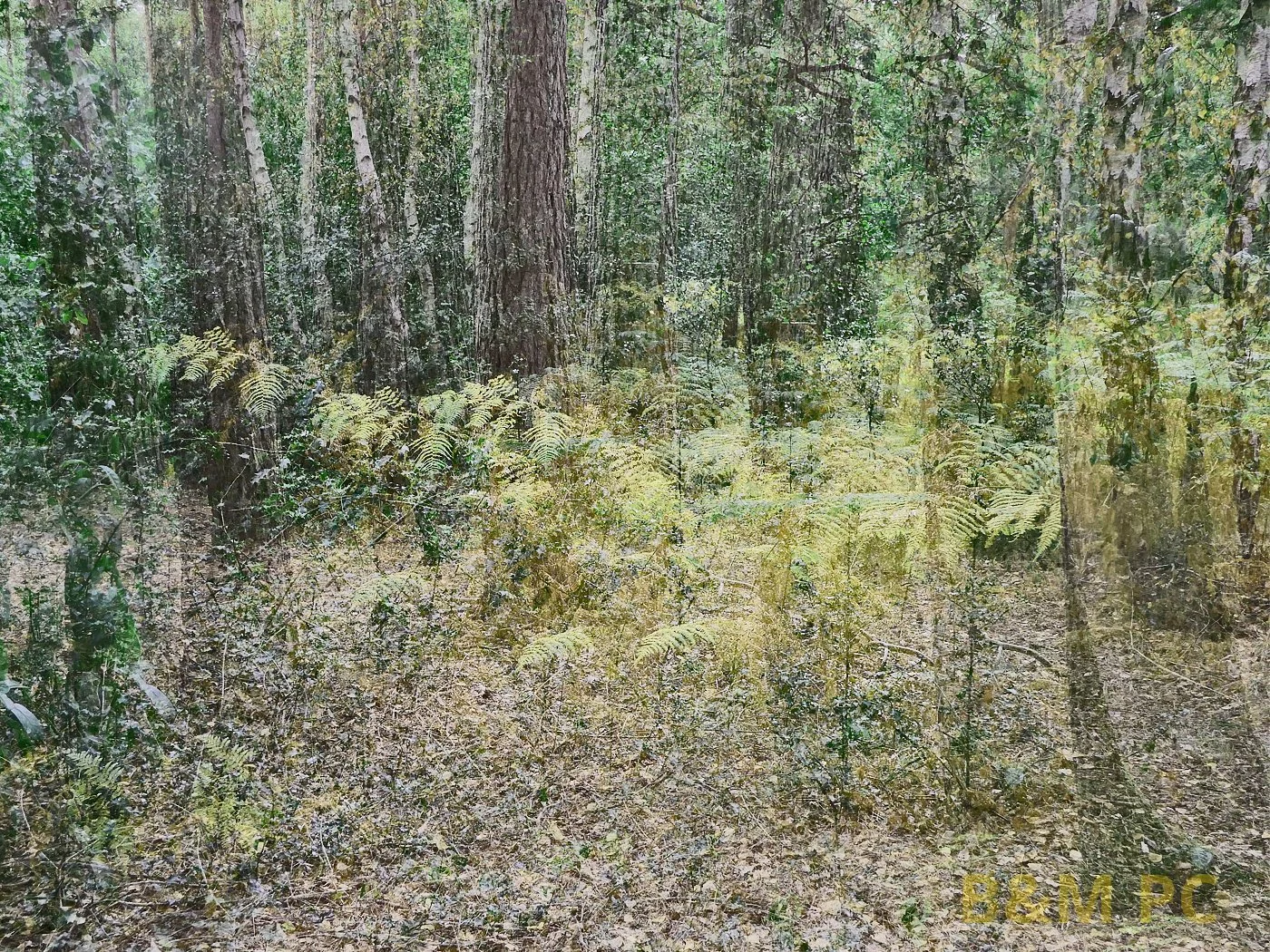 Wood from the Trees.jpg