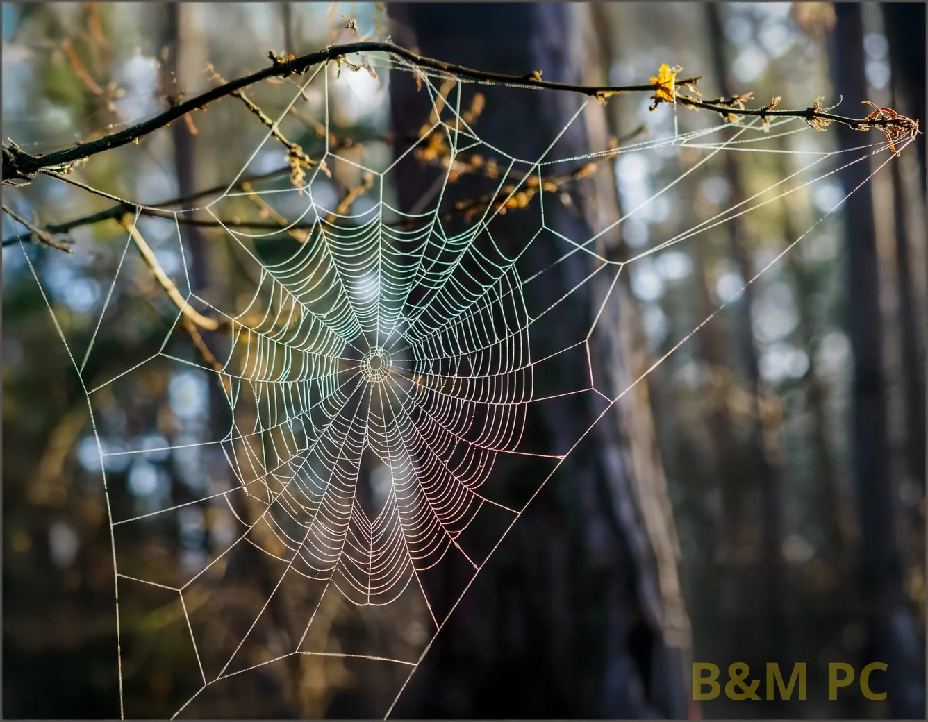 Web.jpg