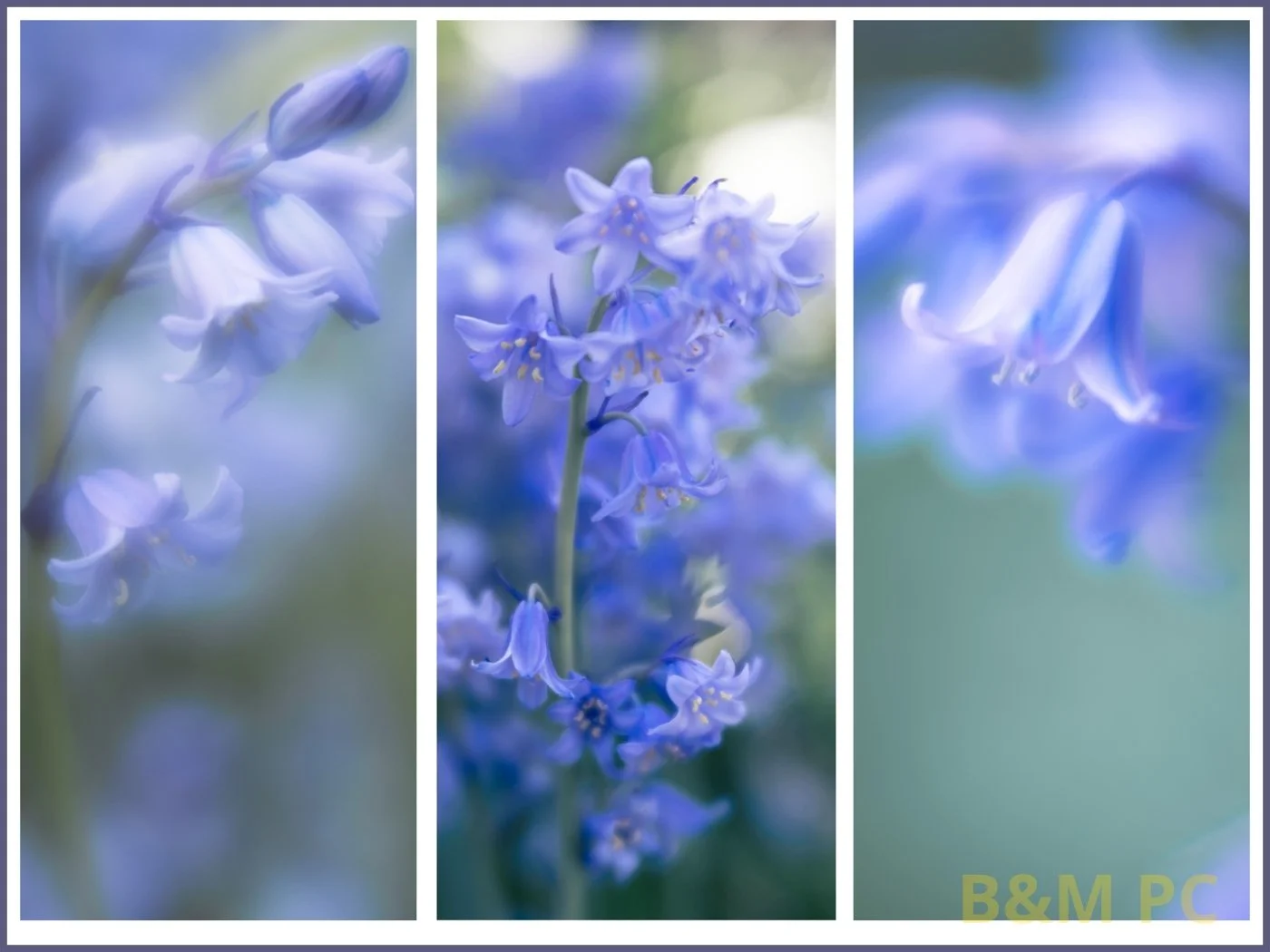 Blue.jpg