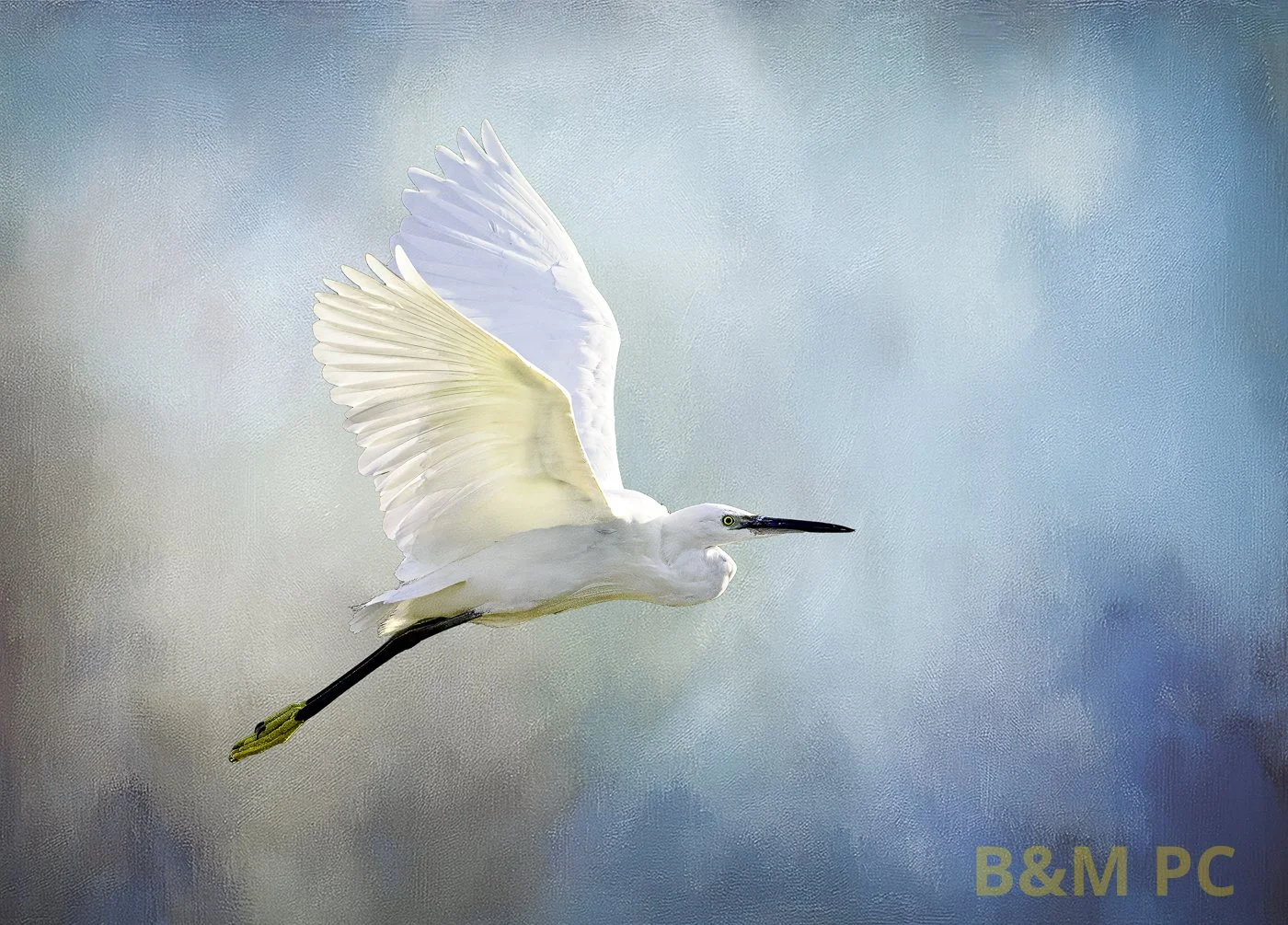 Egret in flight.jpg