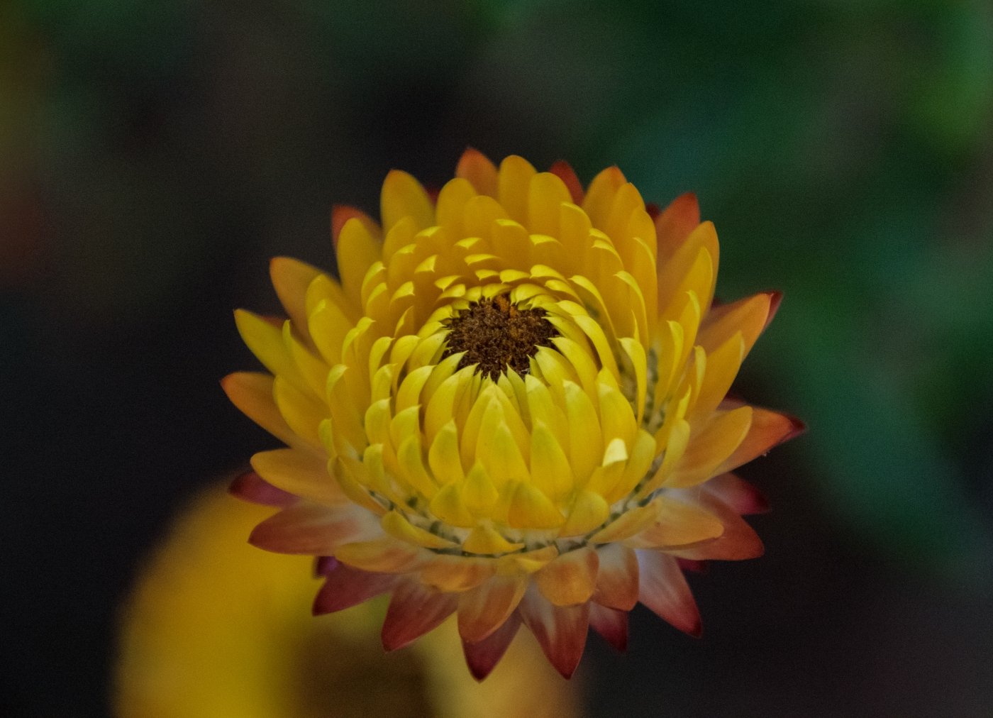 Themed Showcase 2023/24: Plants and Flowers