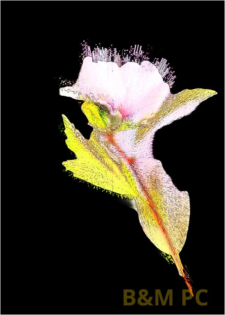 5. Hibiscus.jpg