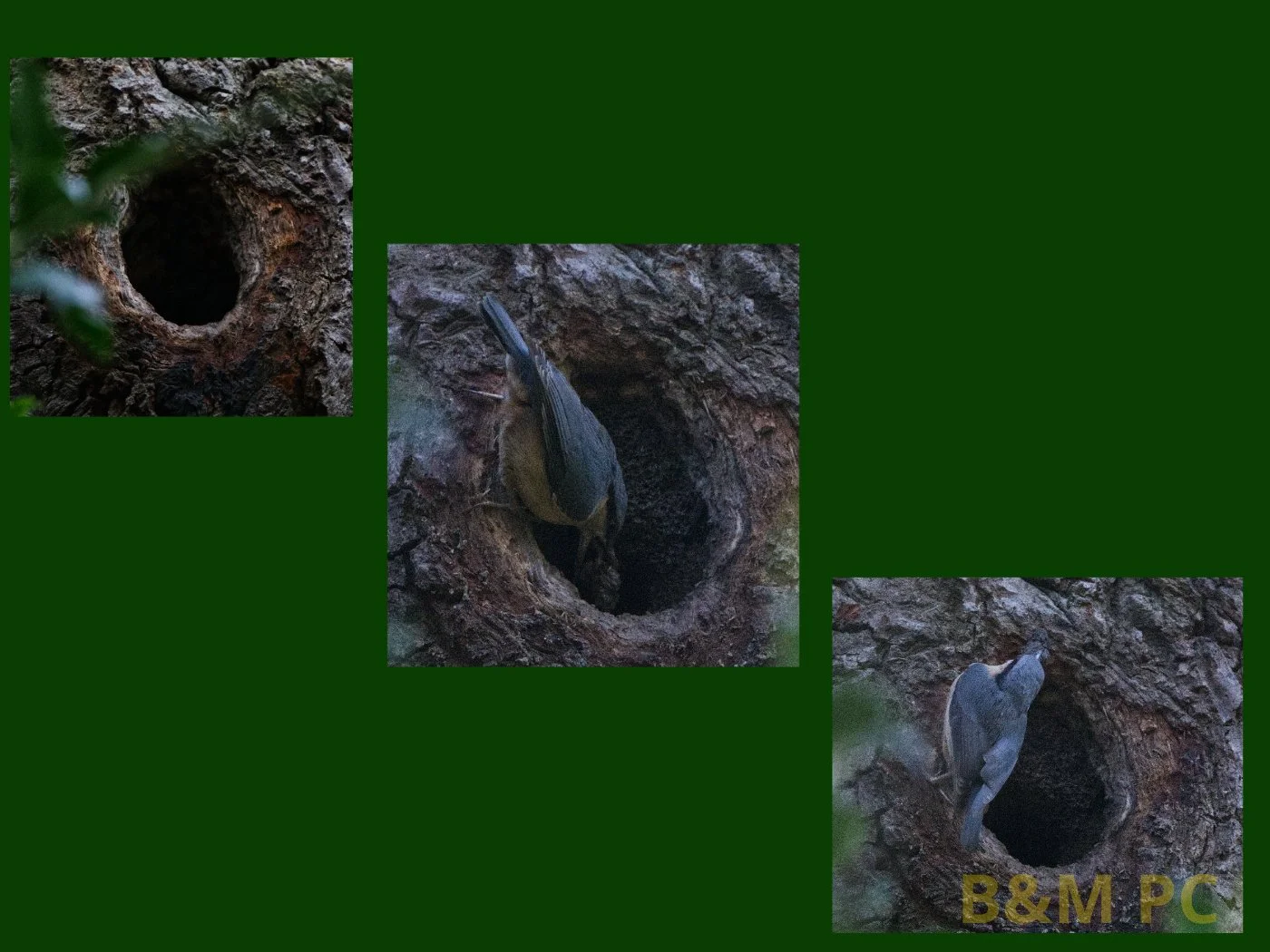 Nuthatch at Work.jpg