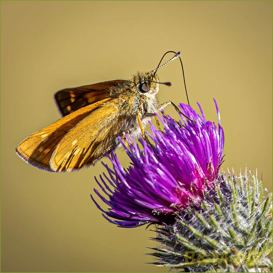 Canon EOS R, F6.3, 1/200 sec, 200 mm, ISO 100