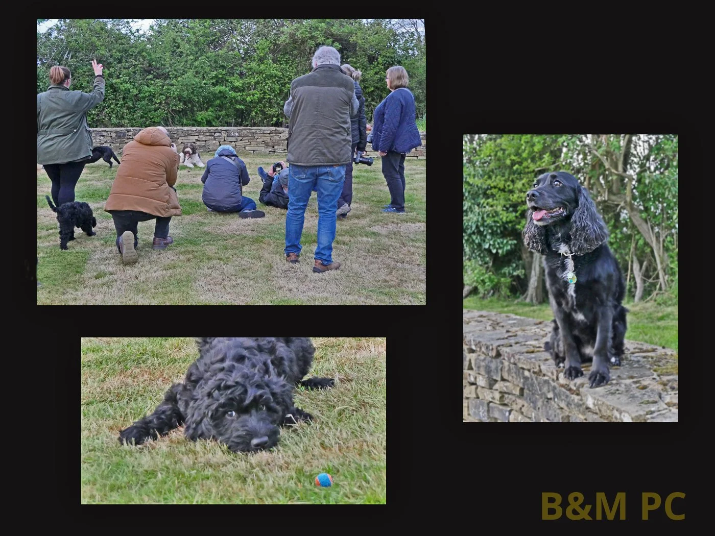 Dog Photo Shoot.jpg