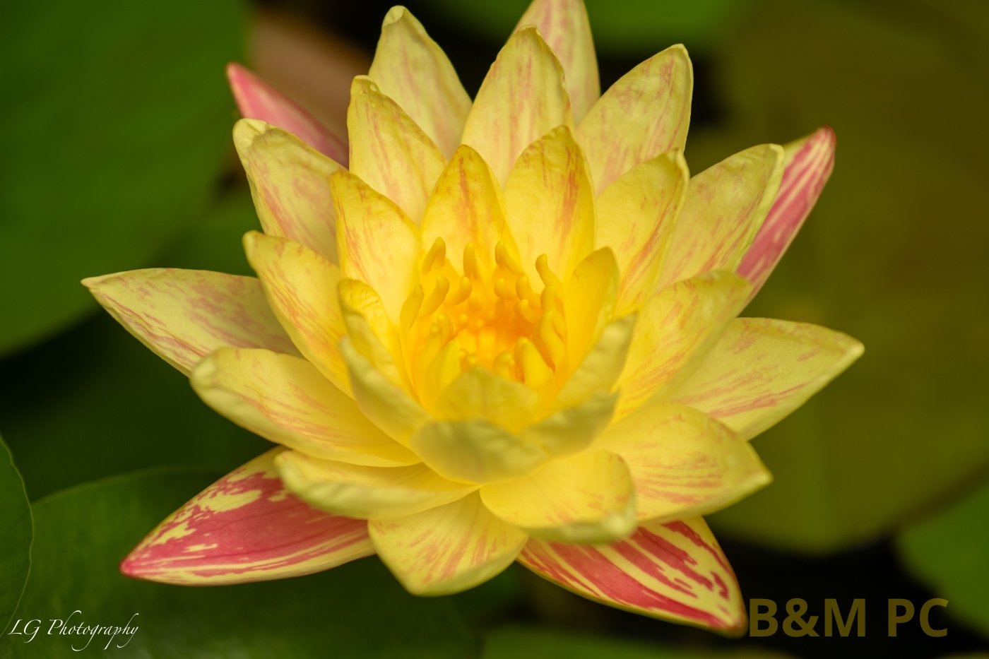 Nikon D500, F4, 1/1250 sec, 150 mm, ISO 100