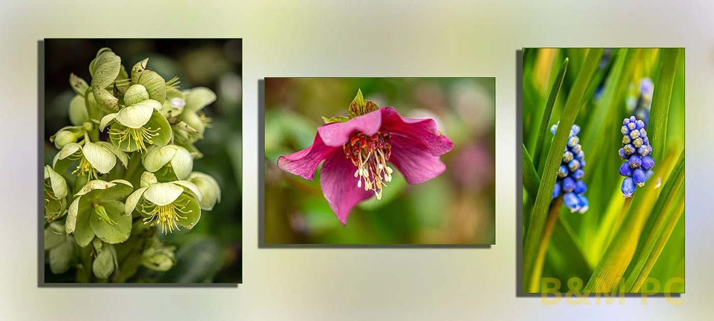 Spring blooms.jpg