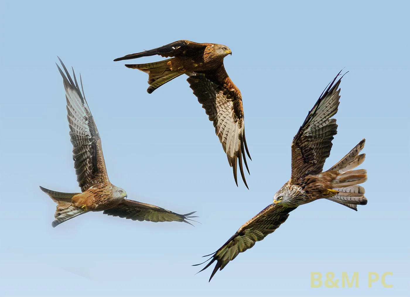 Red Kites in Action.jpg