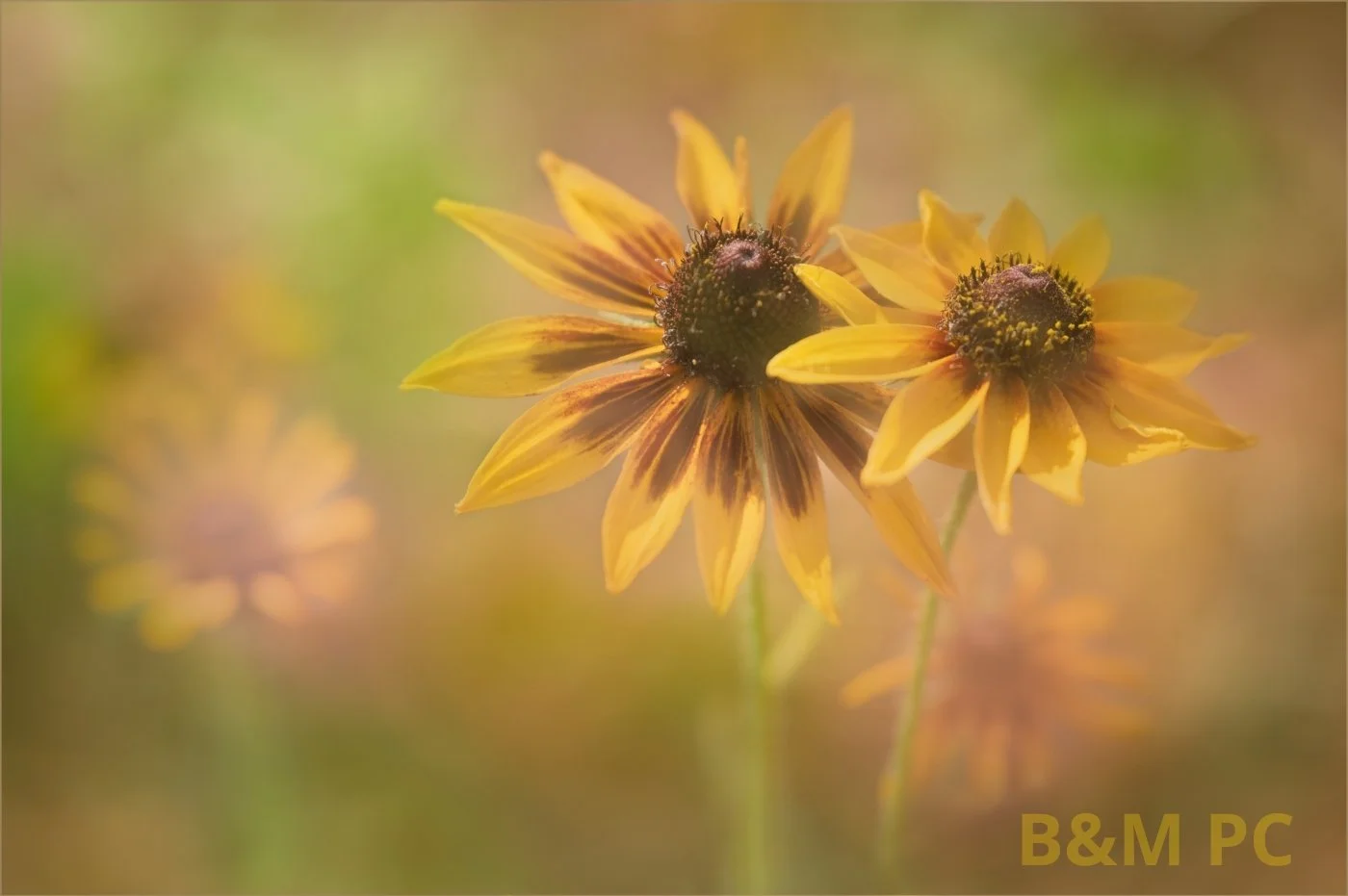 Sunbathing - Rudbeckia.jpg