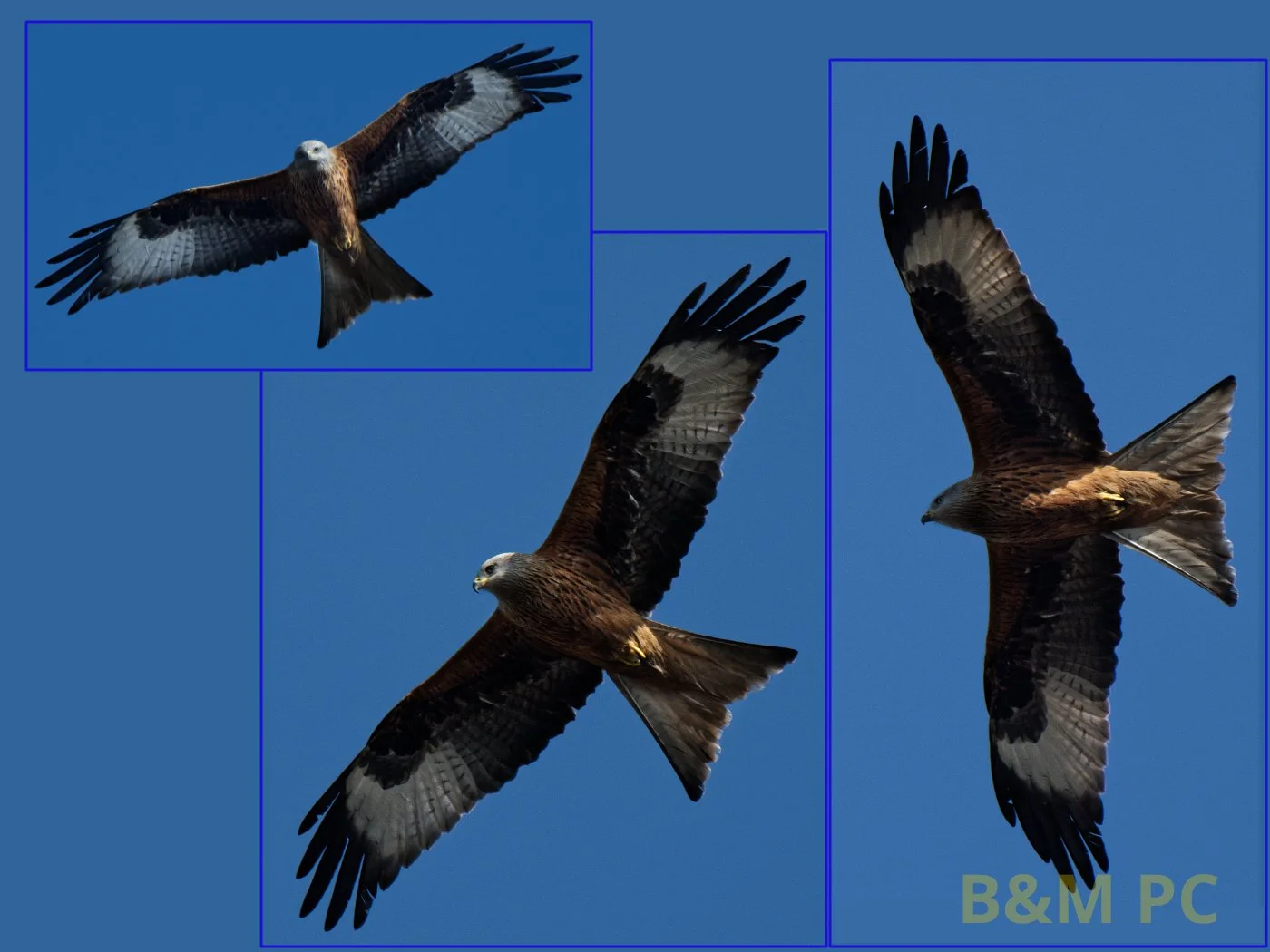 Red Kite Soaring.jpg