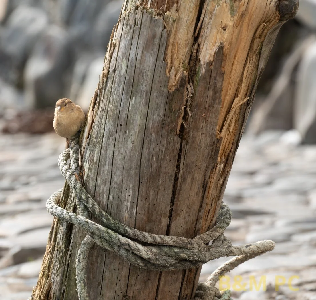 Nikon Z8, F9, 1/160 sec, 200mm, ISO 200