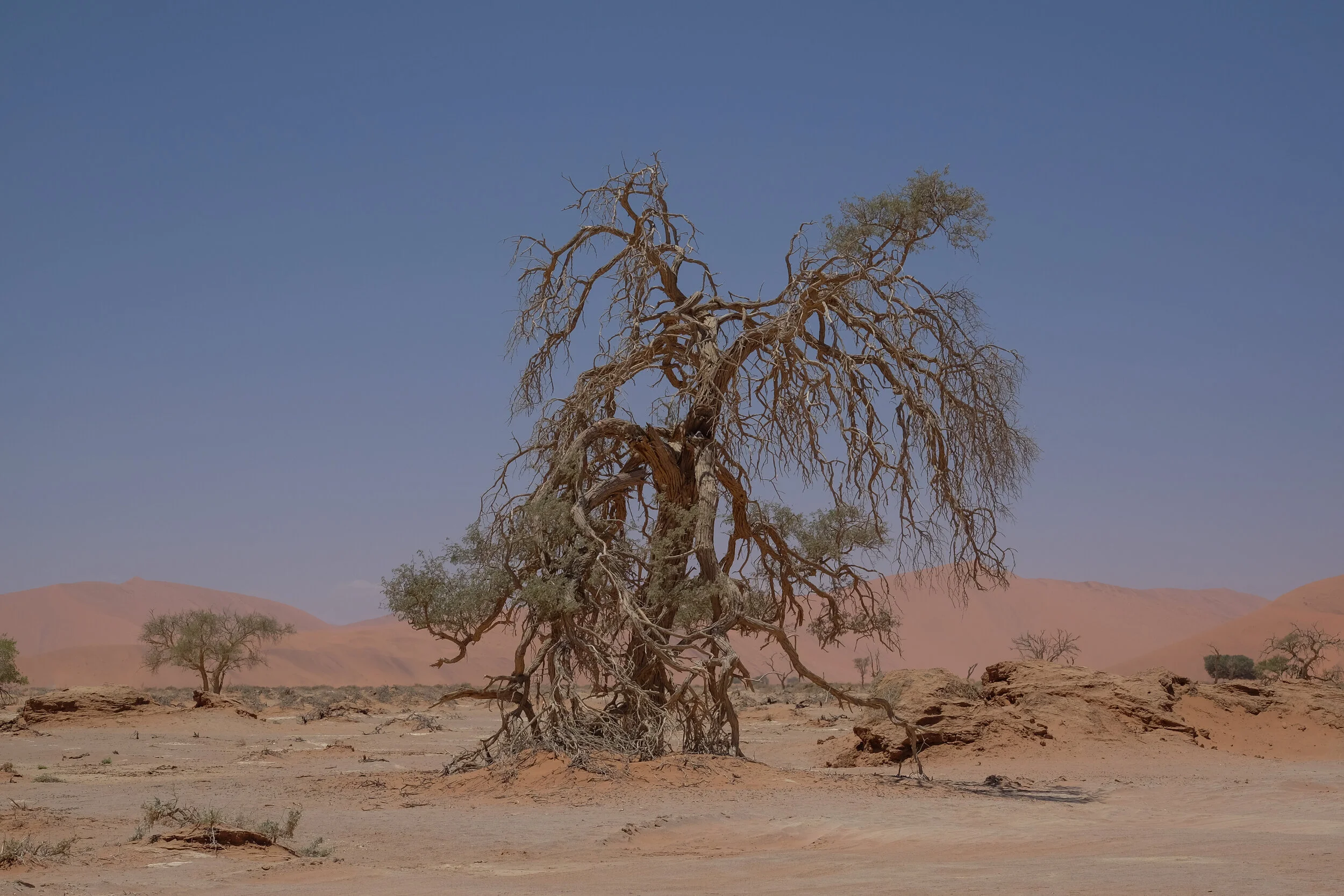 DSCF5989.jpg