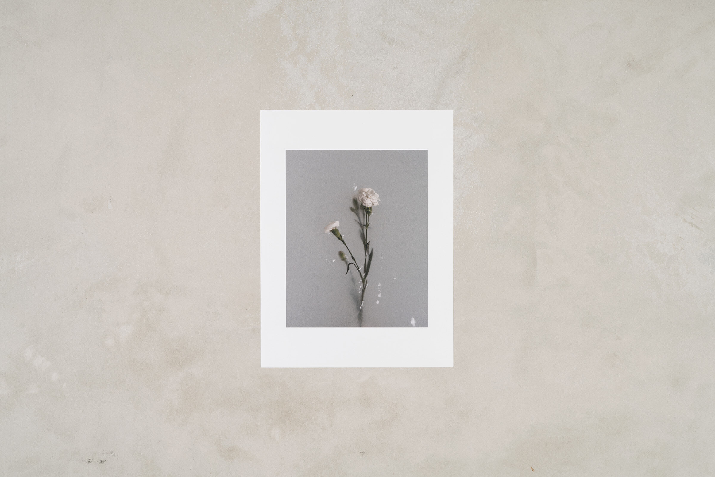 carnation.jpg