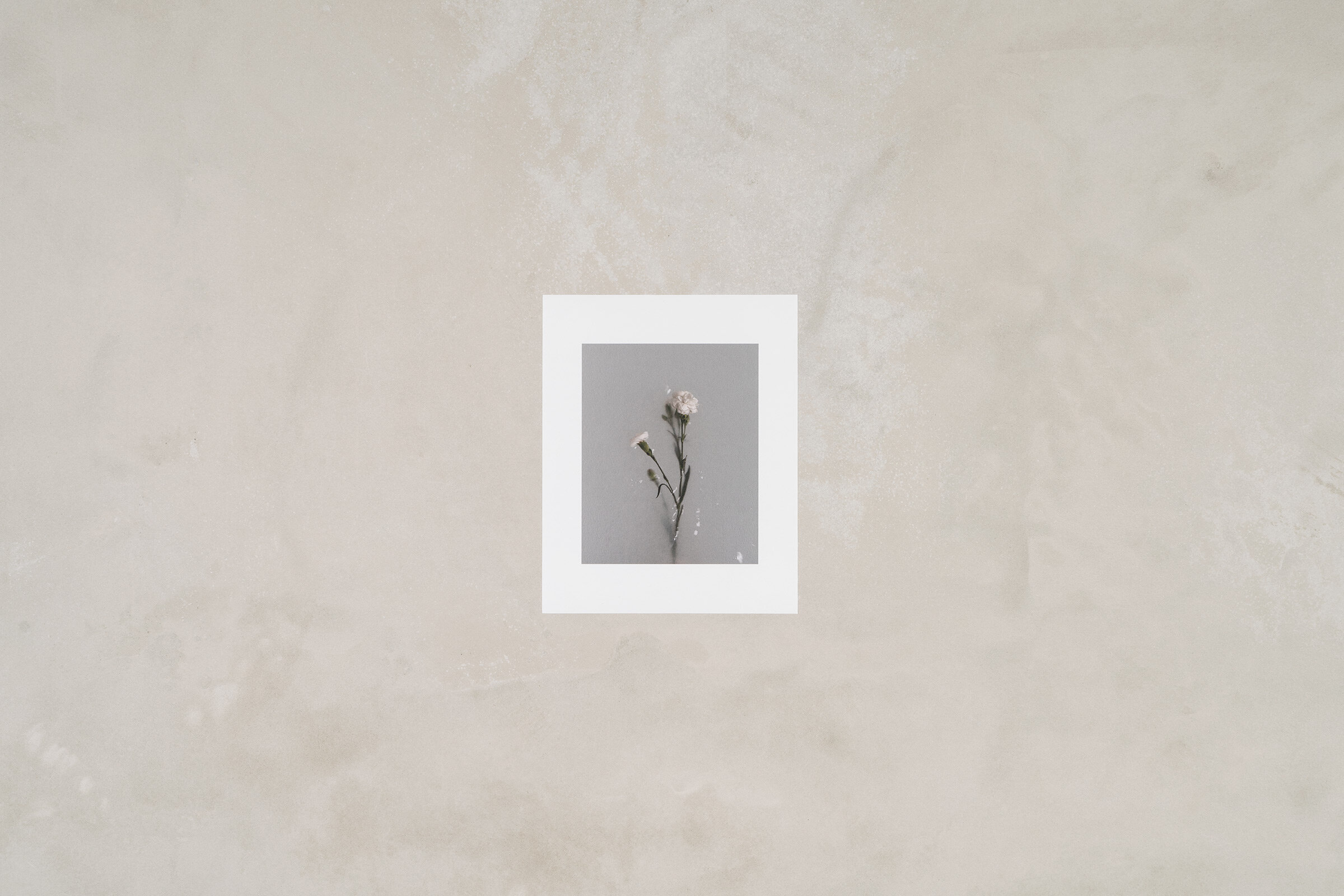 carnation10x8.jpg