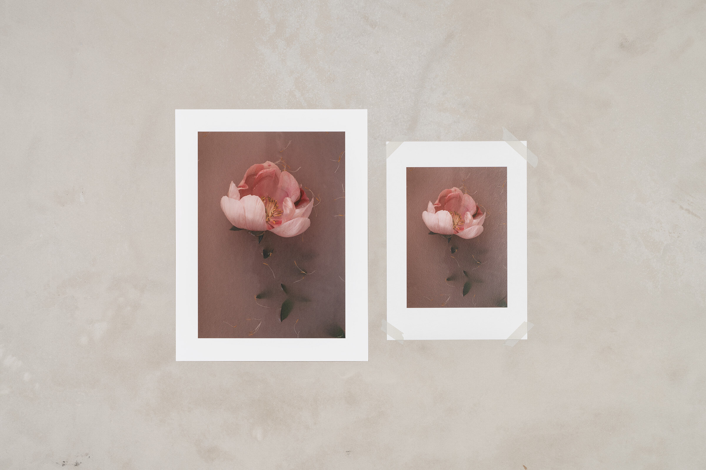 peonytwo.jpg