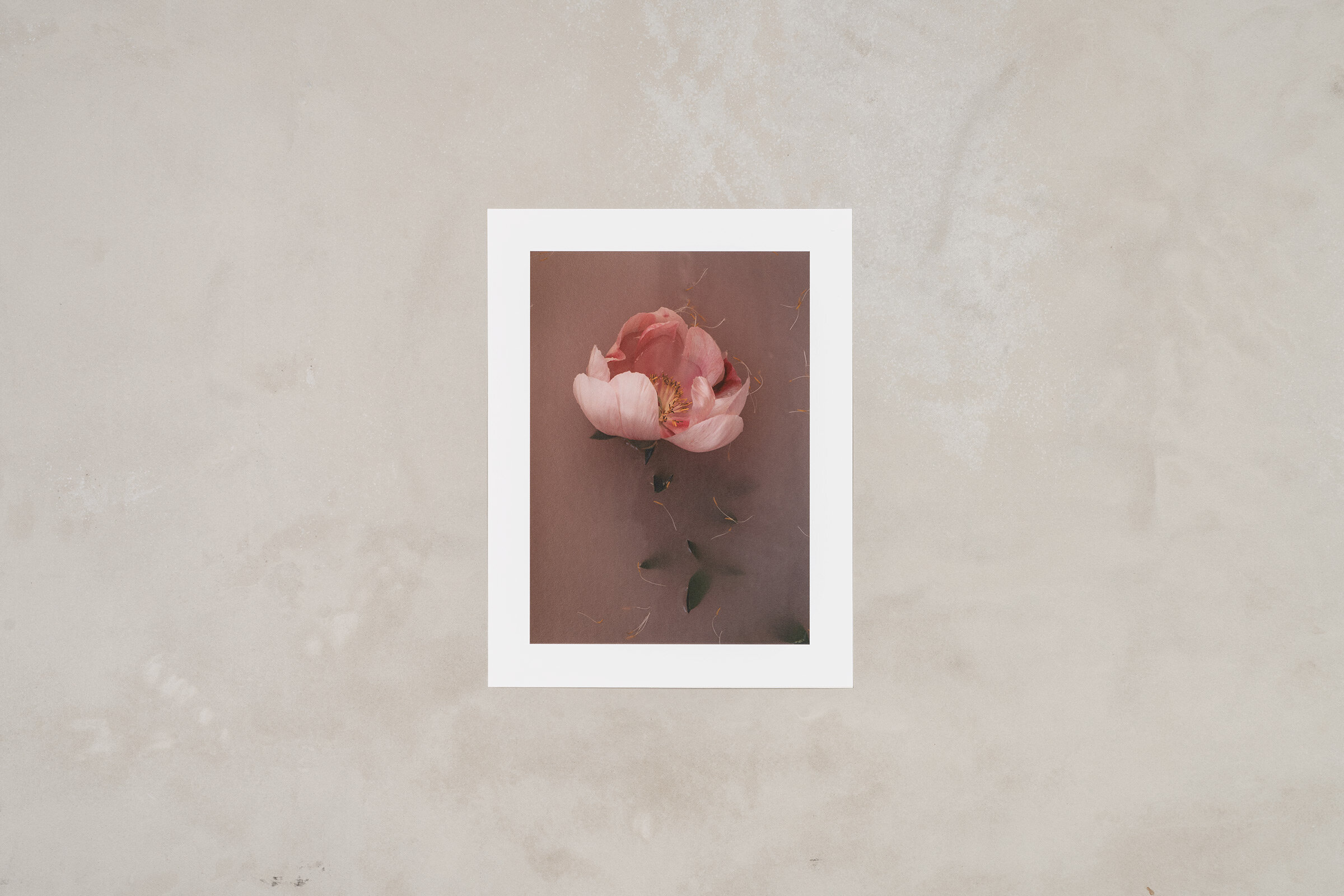 peony.jpg