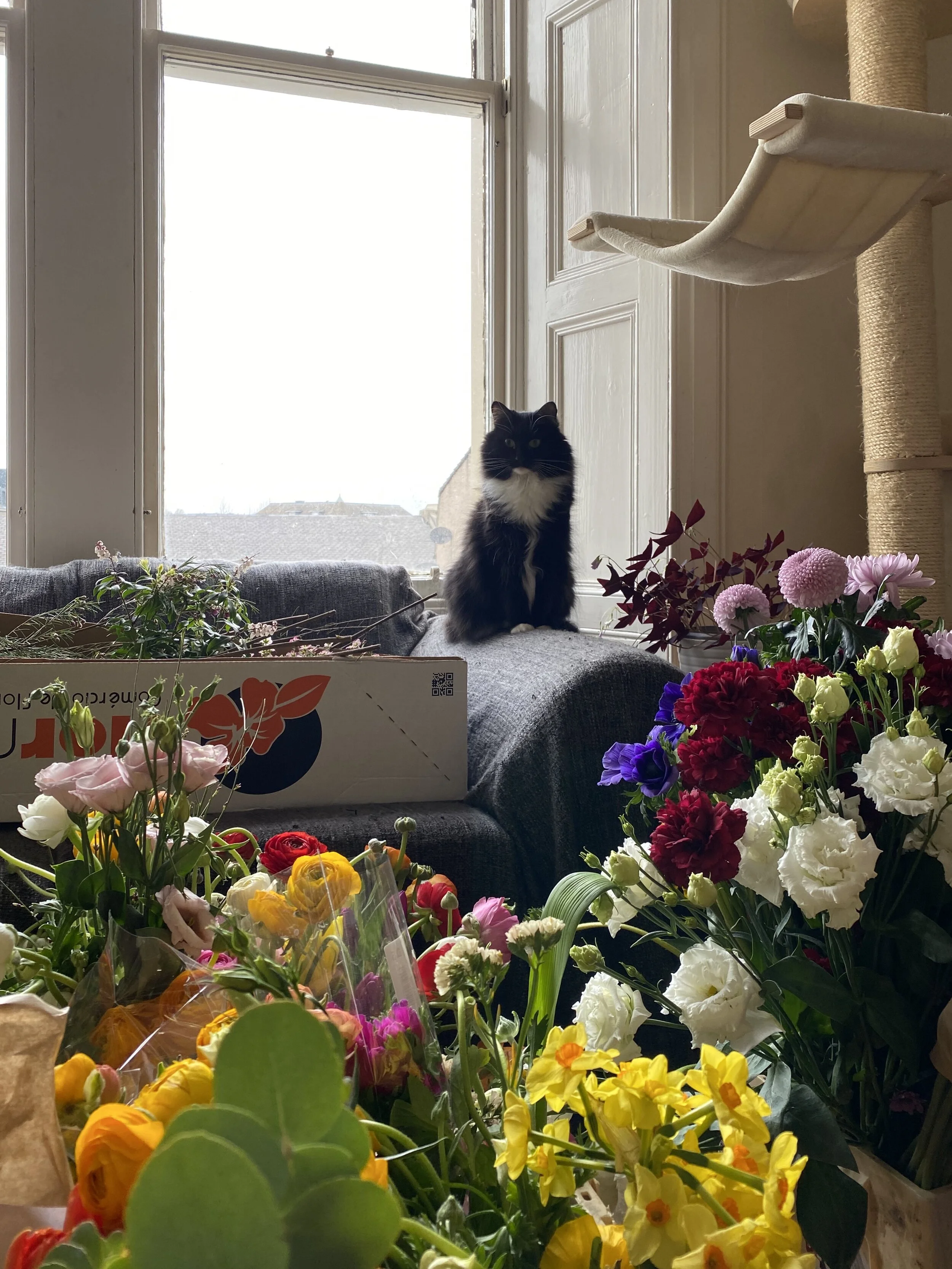 Juno and our sea of flowers