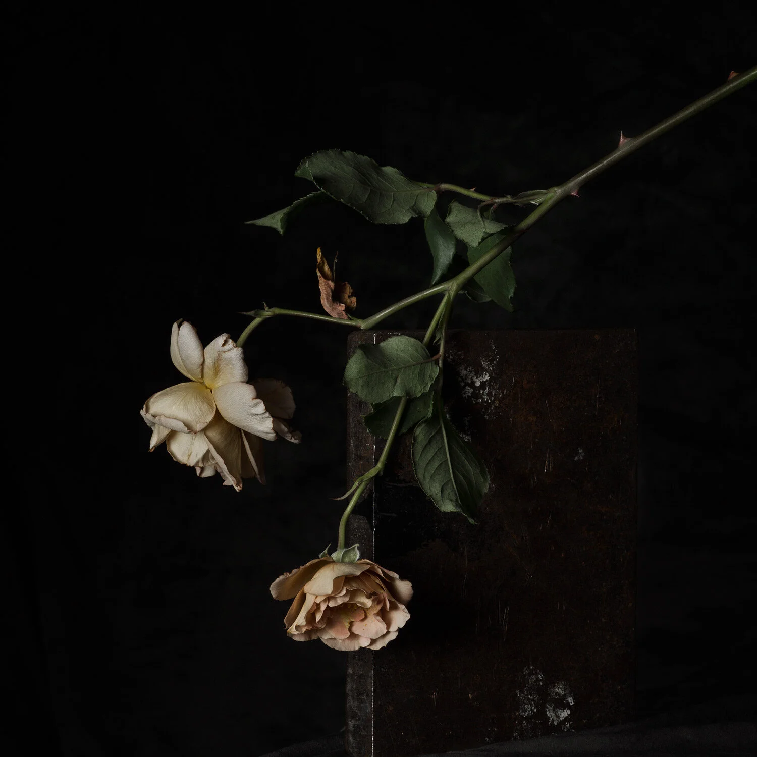 gabriela-silveira-photography-botanical-still-life-studio-35.jpg