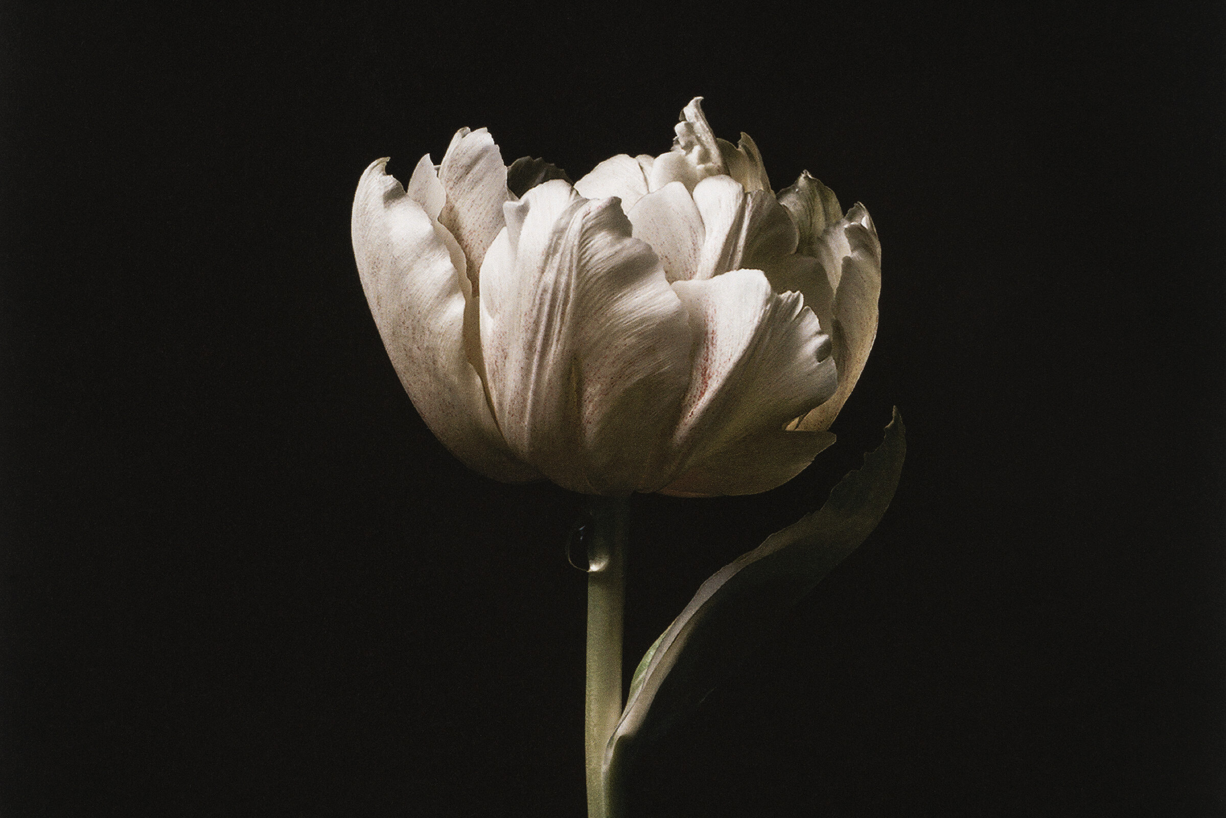 weepingtulip-detail.jpg