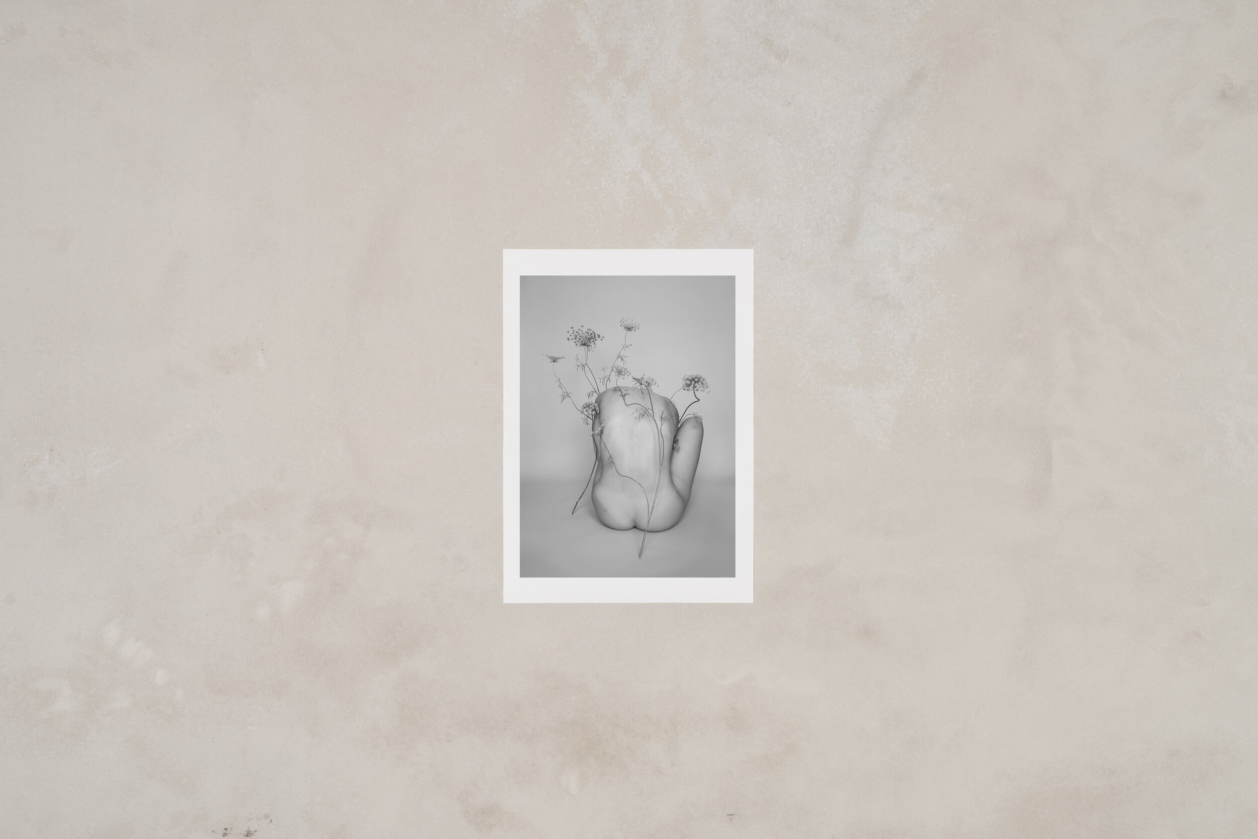 Nude with Ammi and Daucus II