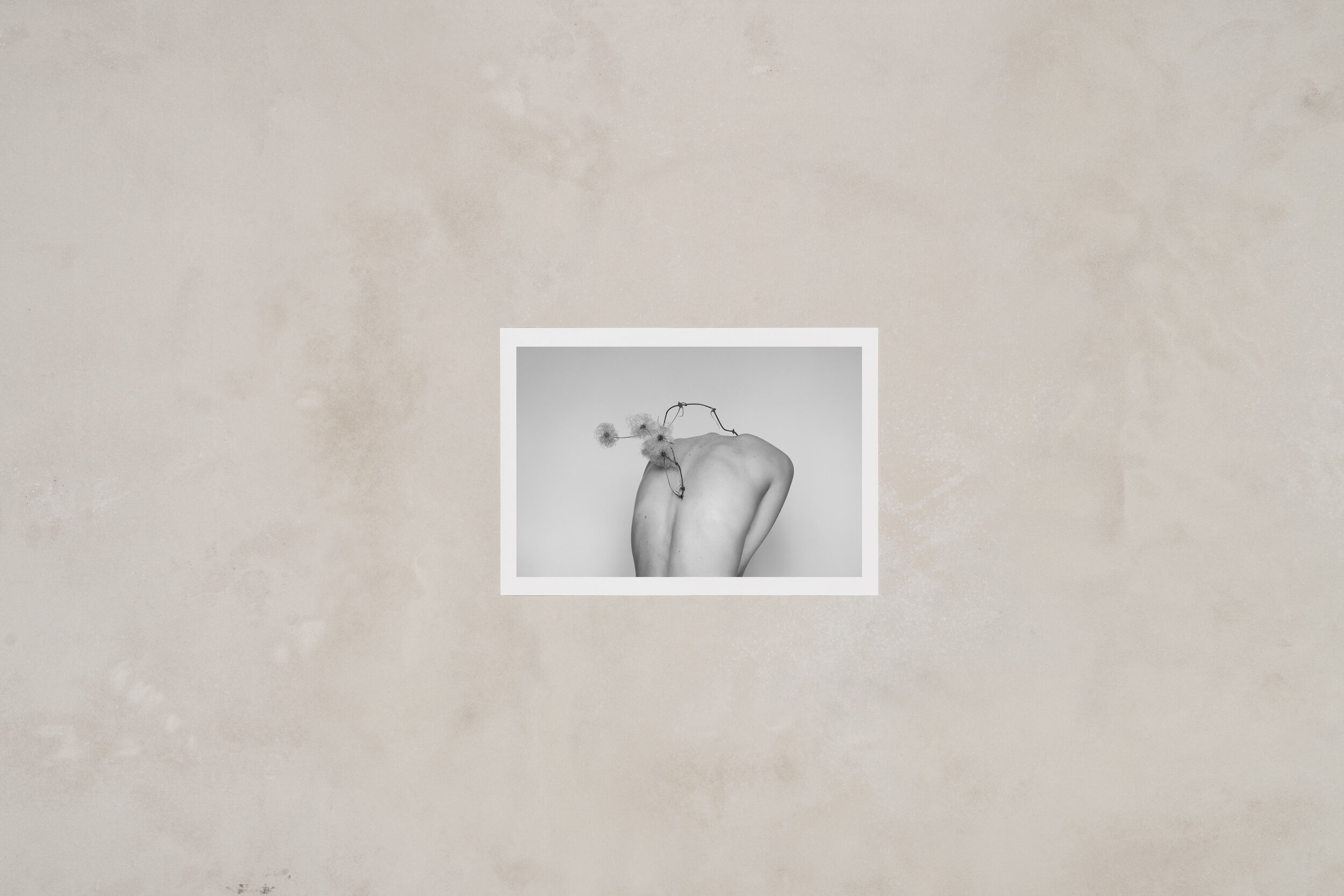 gabriela-silveira-print-nude-clematis.jpg