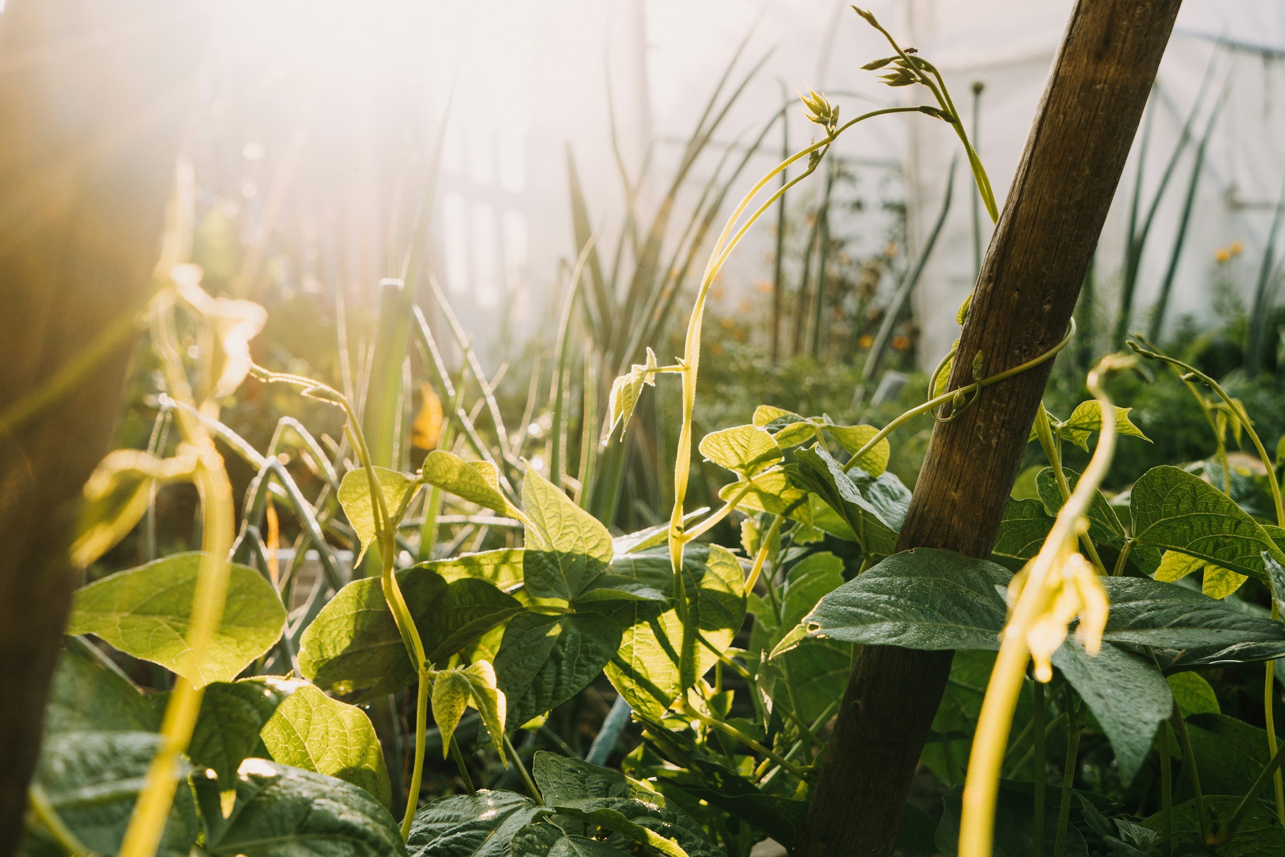 Permaculture Internship