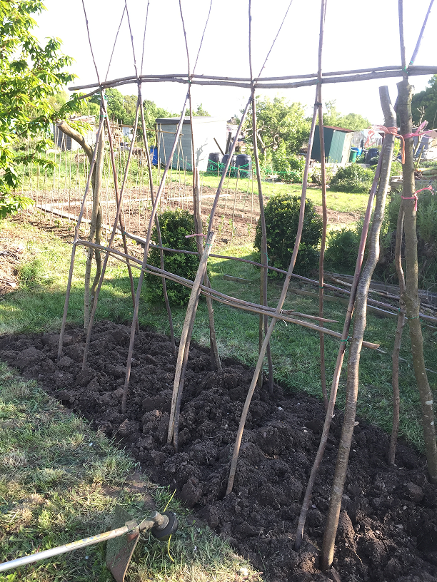 Bean poles and Pea sticks for sale.    We have currently sold out of Pea sticks and Bean Poles for now
