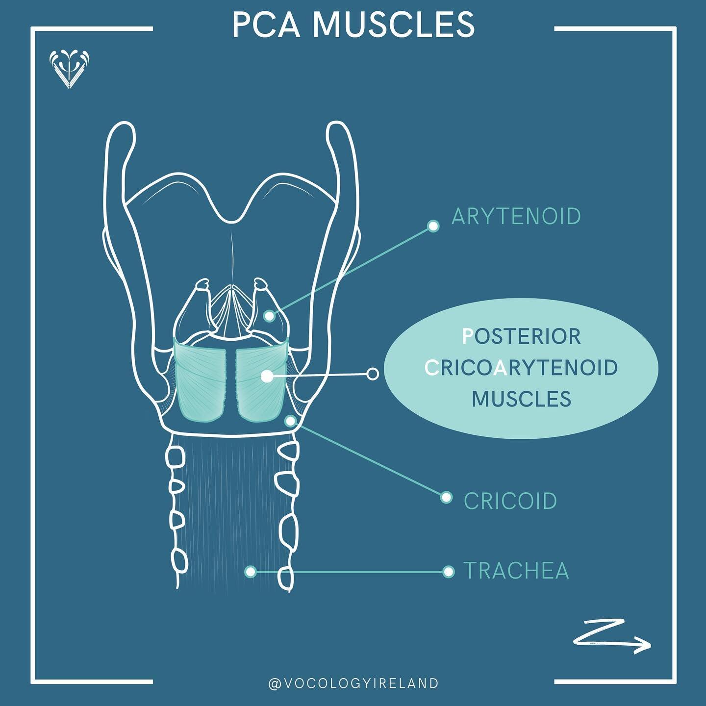 #AnatoMonday: PCA muscles!

Here we can see the posterior cricoarytenoid muscles shown from the back and swipe 👉 to see them from above 👀 

[Tl;dr: they abduct the vocal folds, allowing us to breathe 🥰]

They originate on the posterior surface (th