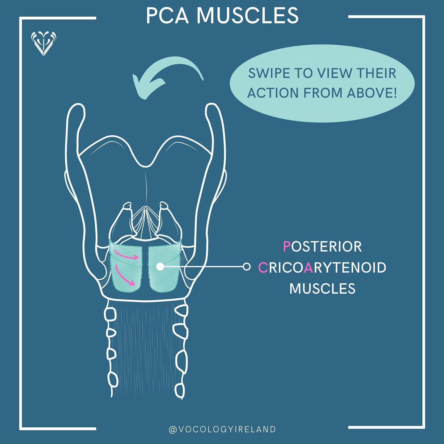 #AnatoMonday: PCA muscles in action!

CRICO 👉 ARYTENOID

Remember that usually when we engage muscles they move from their point of insertion toward their point of origin 🤓

So HERE that means that the PCA muscles will pull that part of the aryteno