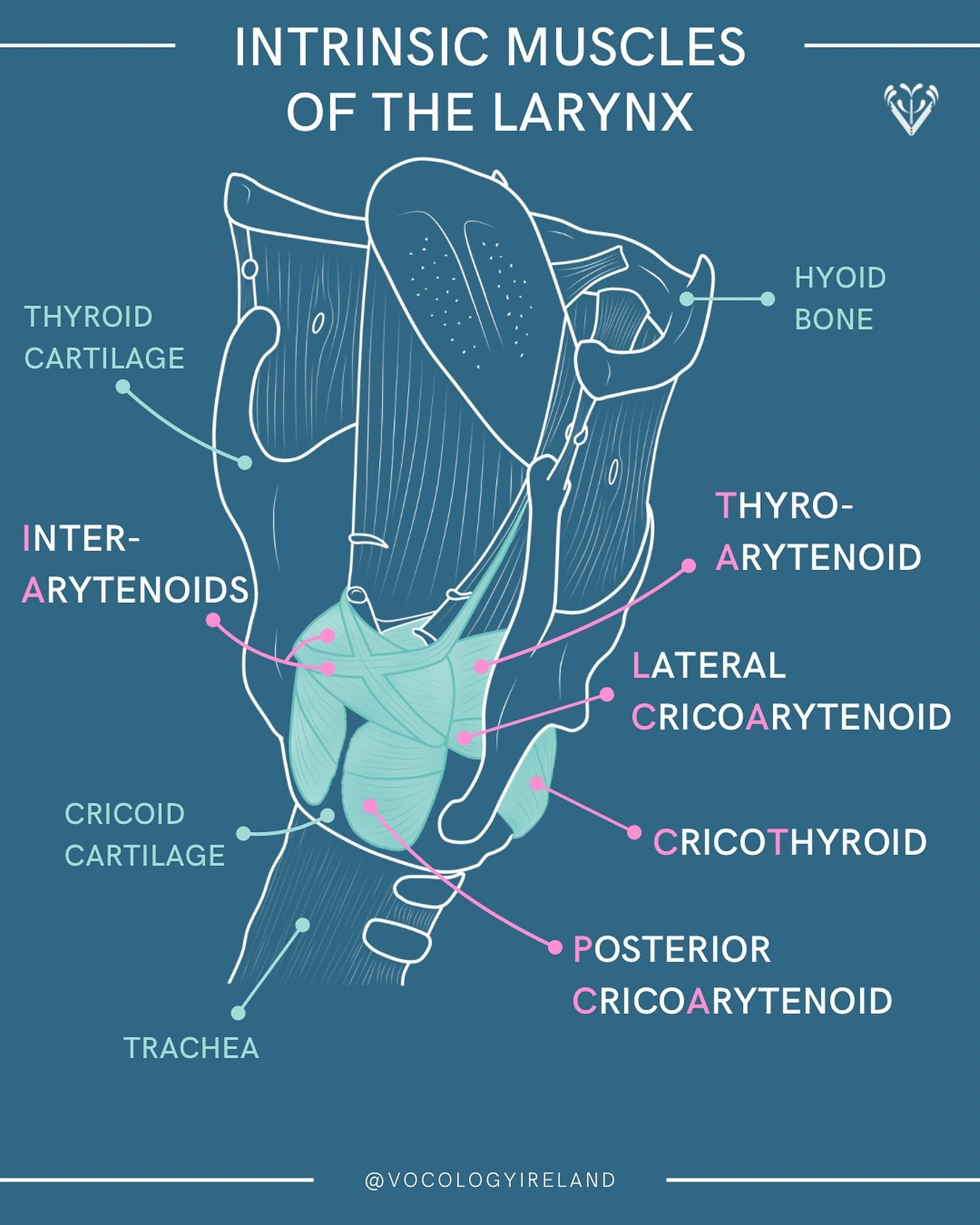 #AnatoMonday: intrinsic muscles of the larynx 🗣️

I was revisiting this group of muscles recently and decided to try a different view than the typical ones I&rsquo;ve drawn in the past - so here we are! 

This group of muscles work together for addu
