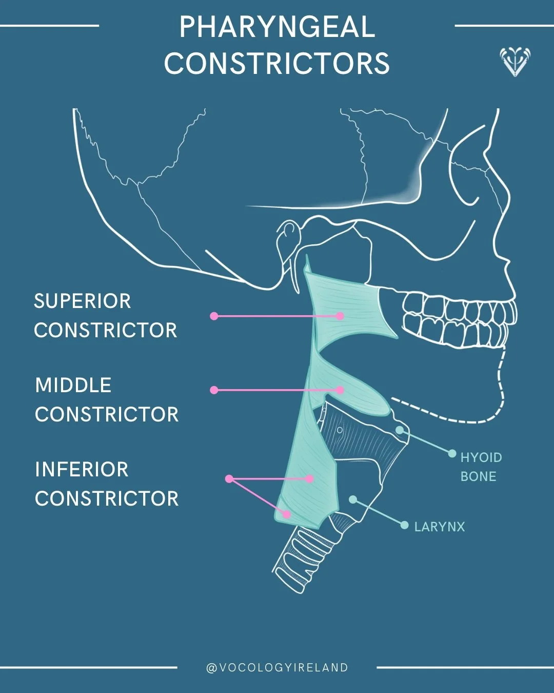 #AnatoMonday: muscles of the pharynx! Swipe to see them from the back 👀 

Here we can see three constrictor muscles of the pharynx, forming the flexible muscular sleeve we often consider as our &lsquo;throat&rsquo;. 

In Meribeth Bunch-Dayme&rsquo;s
