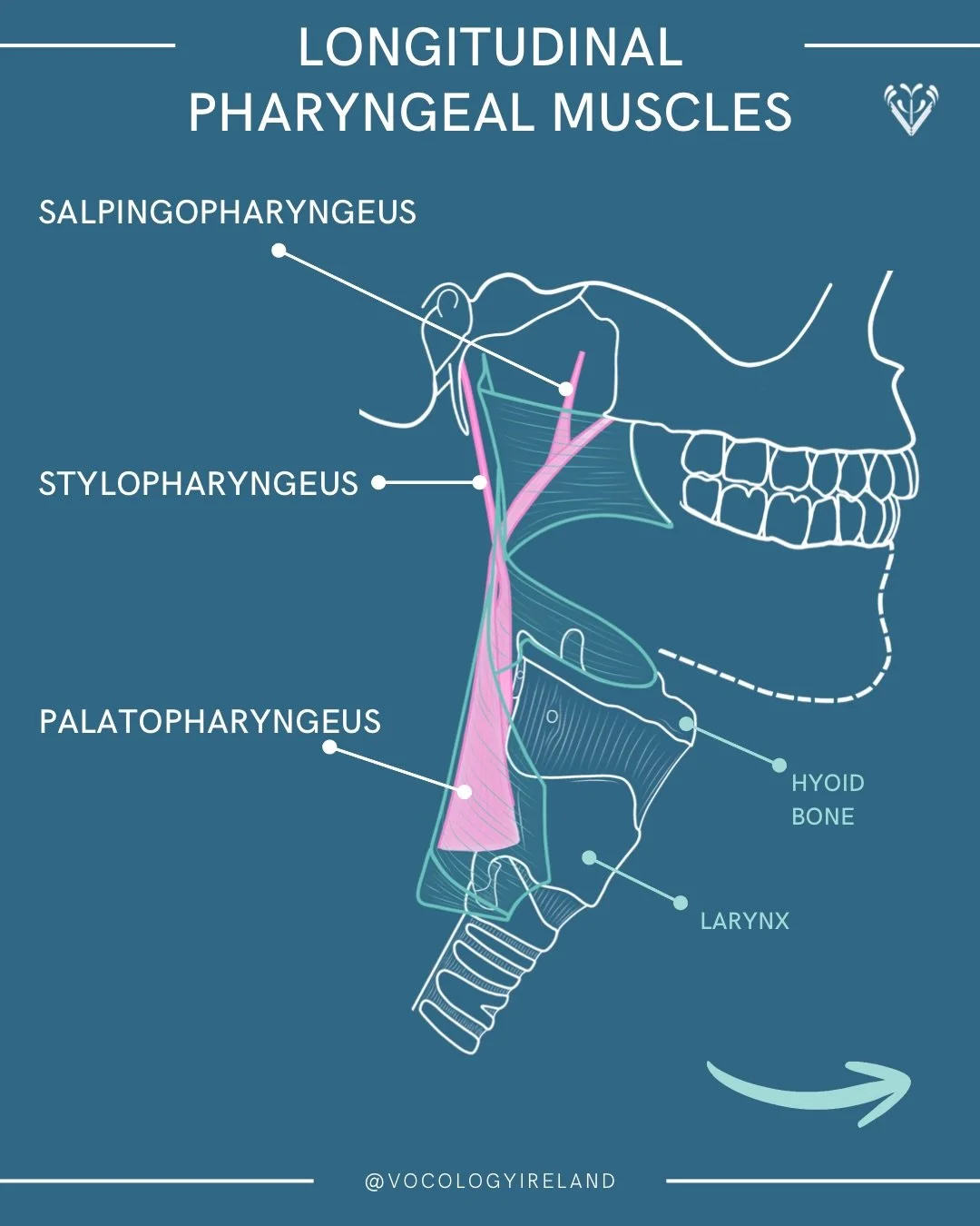 #AnatoMonday: longitudinal pharyngeal muscles!

In the last post we looked at the constrictor muscles (the outer layer of the pharyngeal muscles) that narrow the pharynx in sequence from the top down when we swallow. Today let&rsquo;s look at the INN
