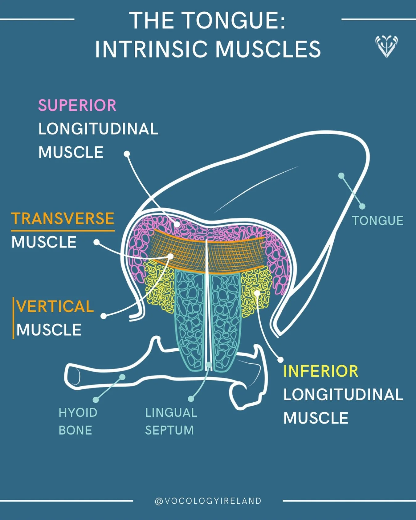 #AnatoMonday: intrinsic muscles of the tongue! 

I have drawn the EXtrinsic tongue muscles in previous posts, so today let&rsquo;s look at the INtrinsic ones.

This group of 4 paired intrinsic muscles are found within the tongue, which is separated i
