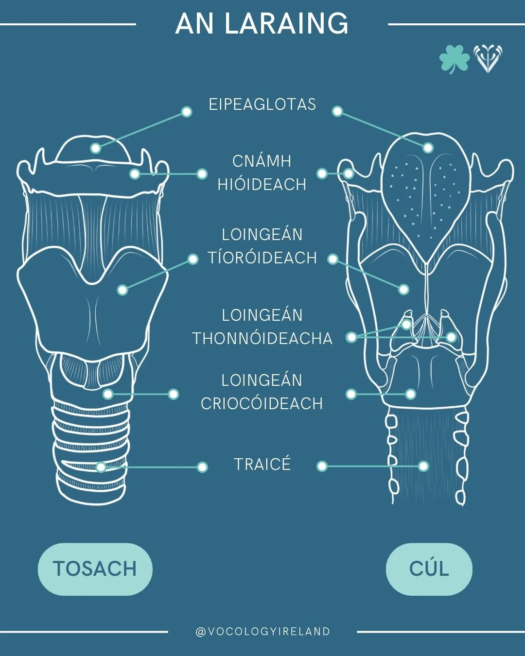 #AnatoMonday special Irish edition: the larynx! ☘️

For any new international followers here 👋 we have two official languages in Ireland: Irish (Gaeilge) and English. We are in the middle of our annual two week celebration of the Irish language (&ls