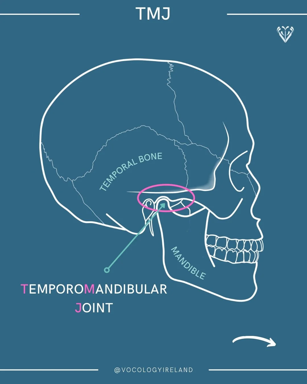#AnatoMonday: TMJ

The temporomandibular joint (TMJ) is the main connection we have between the skull and the mandible (or jaw). Feel this movement for yourself by pressing lightly in front of either ear as you open and close your mouth fully 👀

Swi