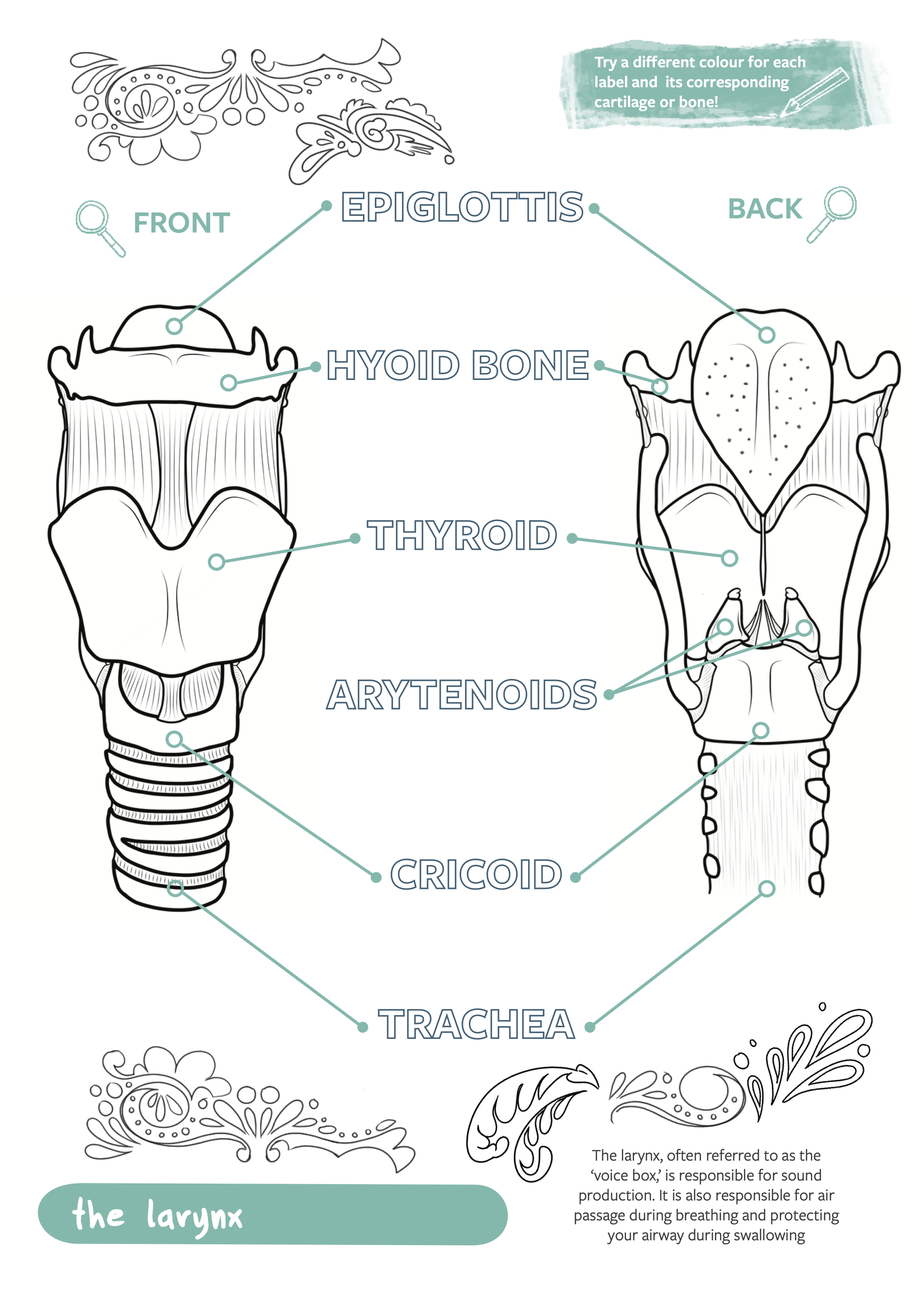 AnatoMonday_Colouring_Print images1.png
