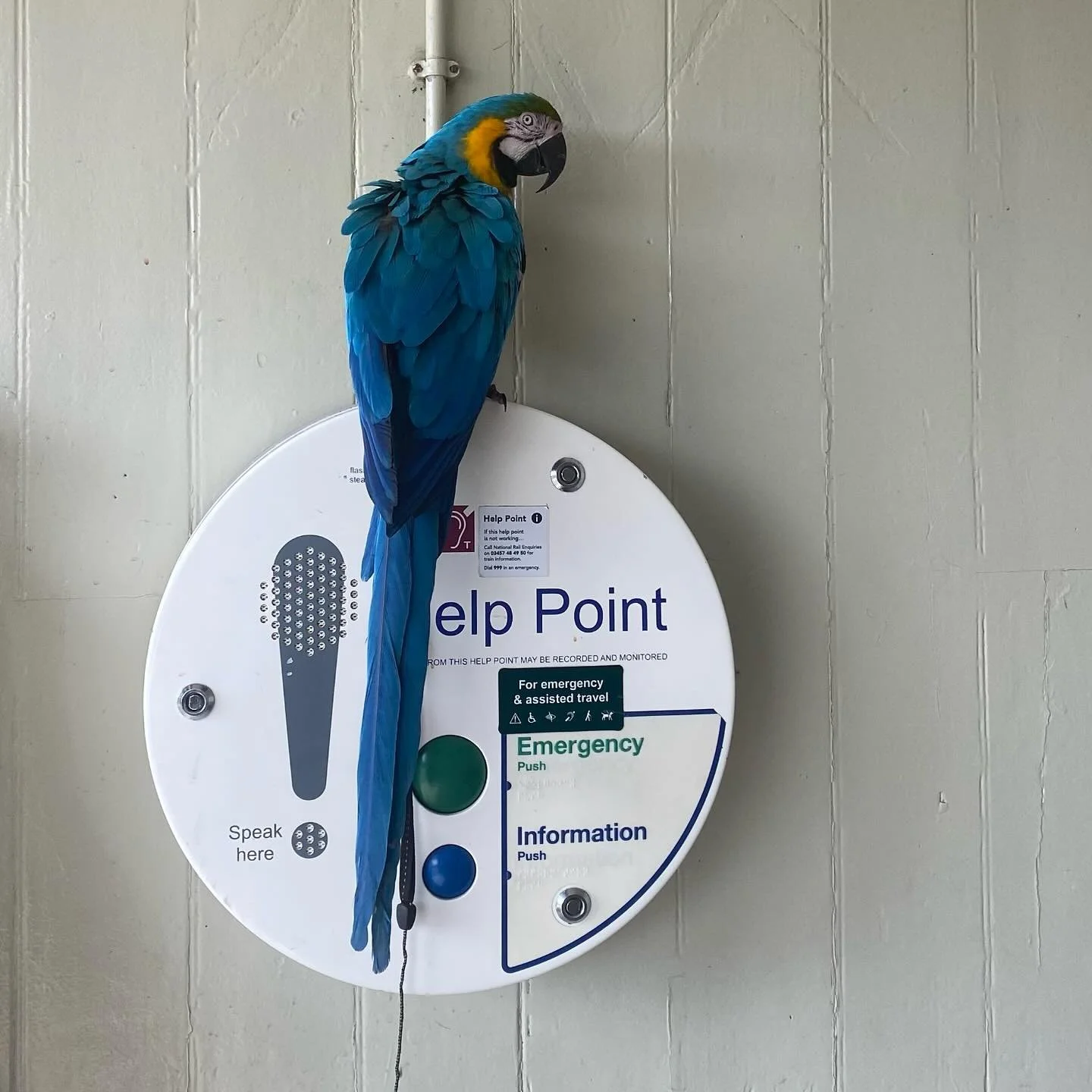 Macaw waiting to catch the train up to Ashford this morning