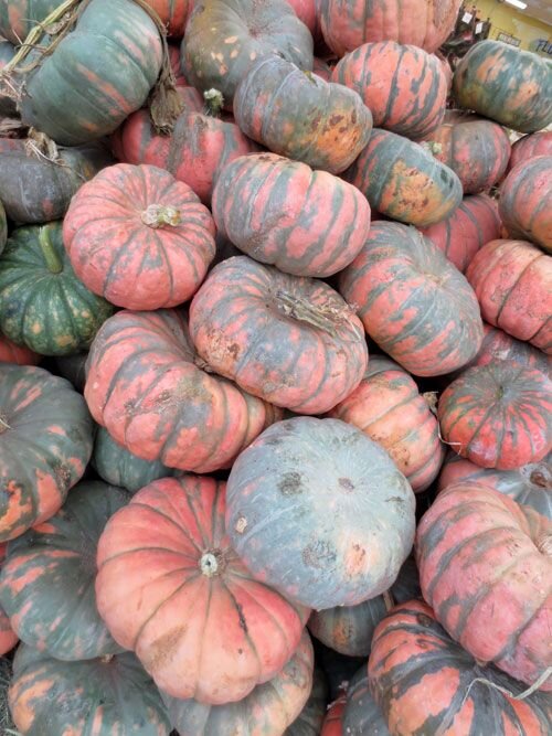 Speckled Hound (group of 3)