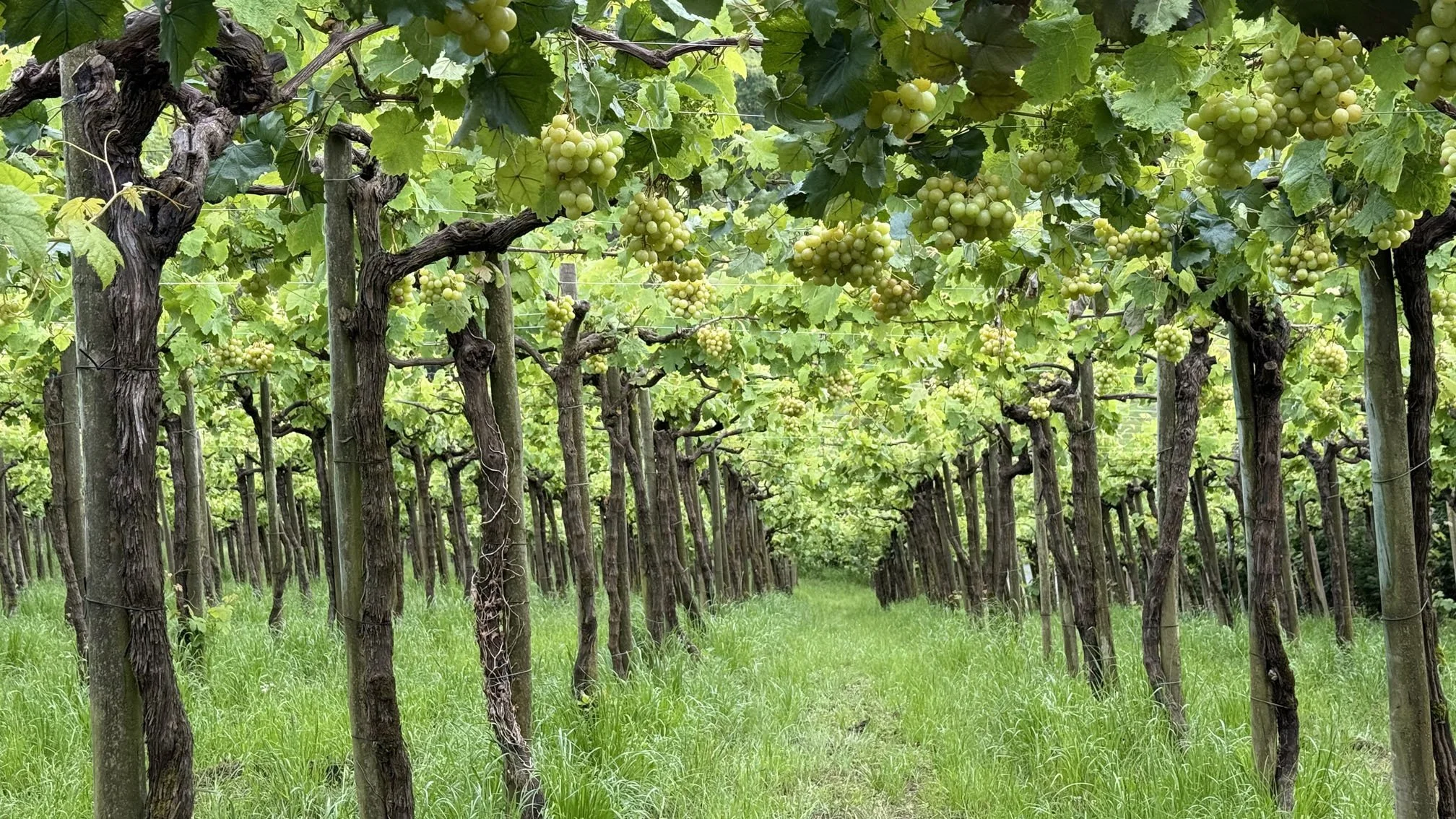 Finished Vineyard
